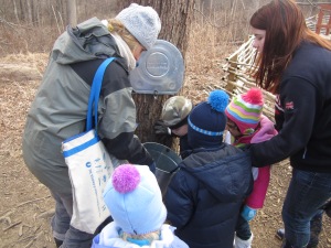 checking the sap buckets at the maple tree